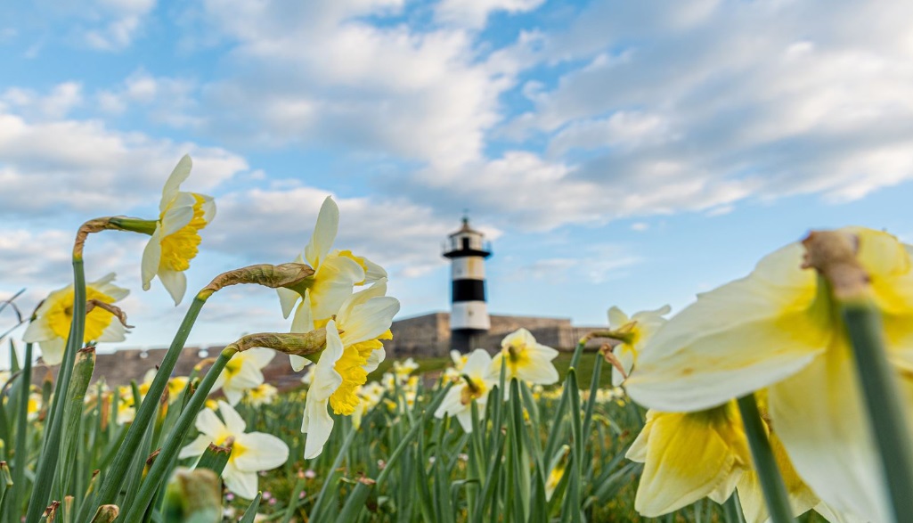 Southsea Lighthouse daffodils by Andy Connelly
